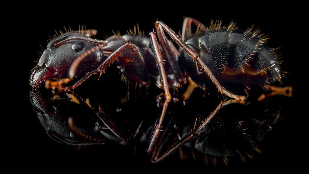 Camponotus aethiops - ANTonio Photography