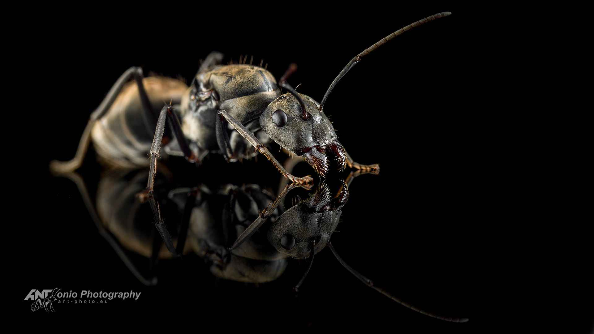 Ant Camponotus dolendus queen