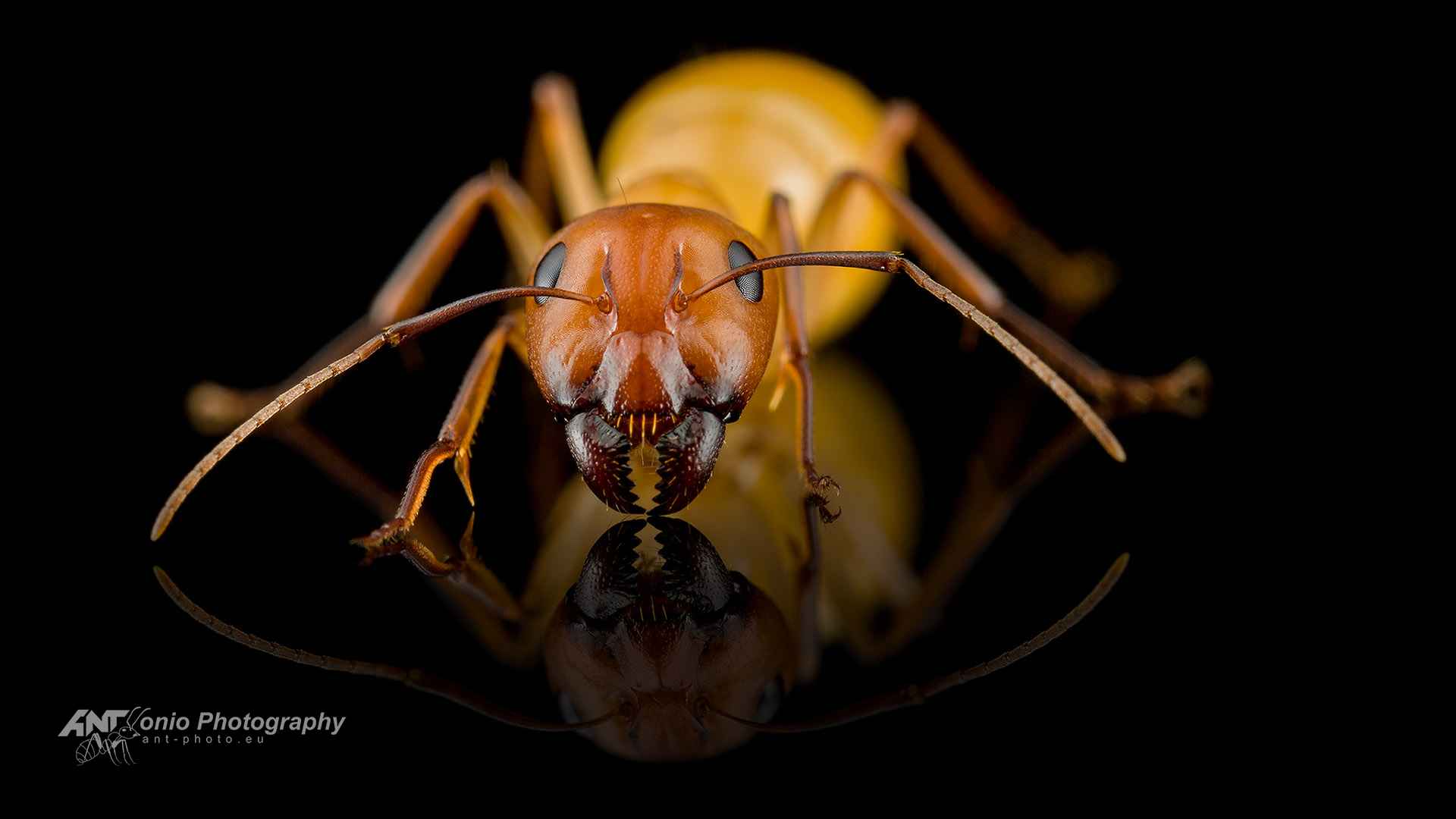nt Camponotus turkestanus