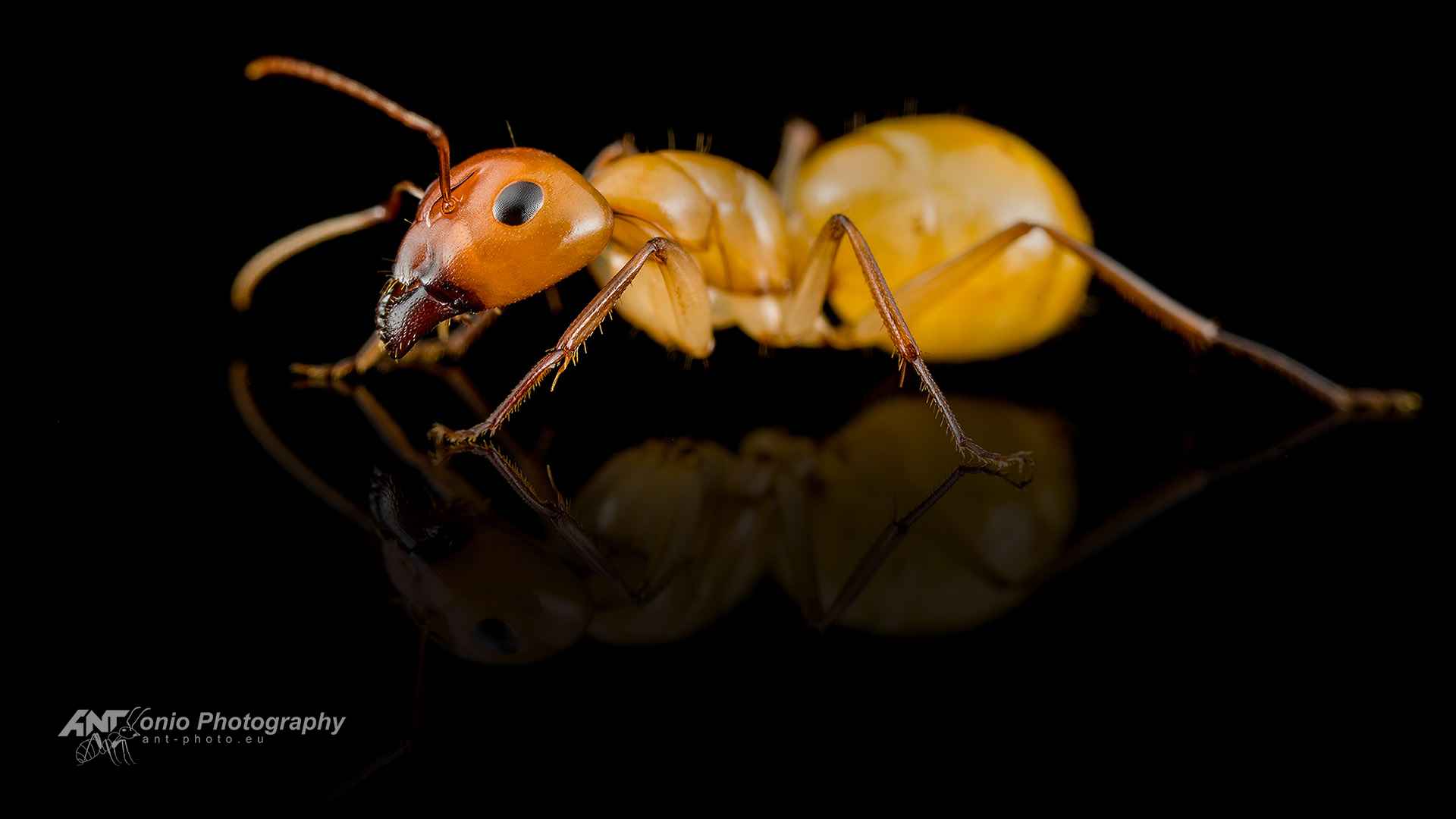 nt Camponotus turkestanus