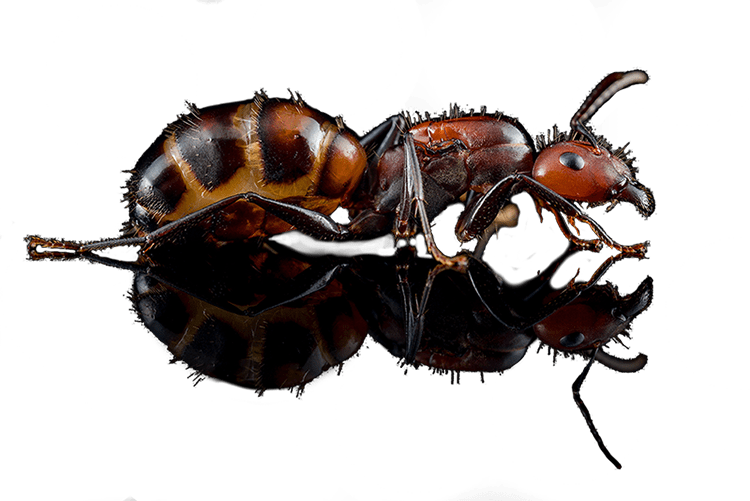 Camponotus nicobarensis tło