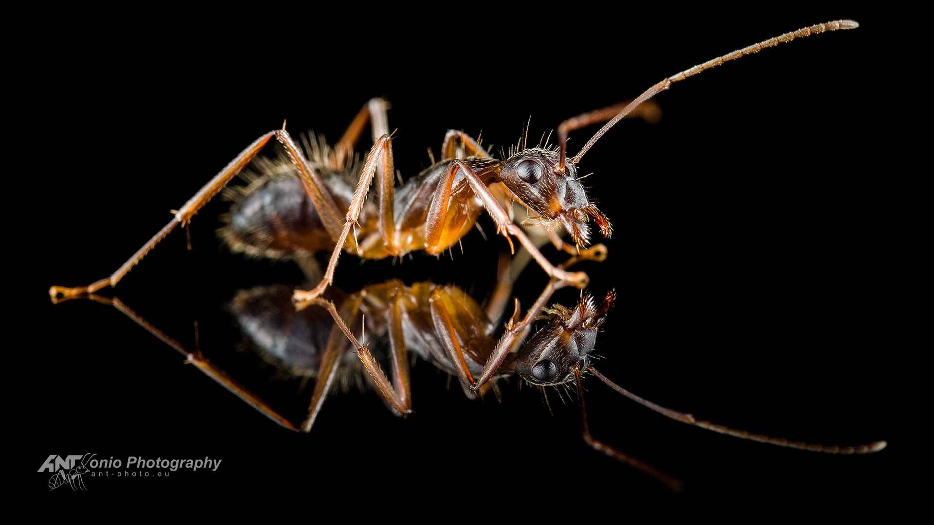 Ant Camponotus rufipes worker