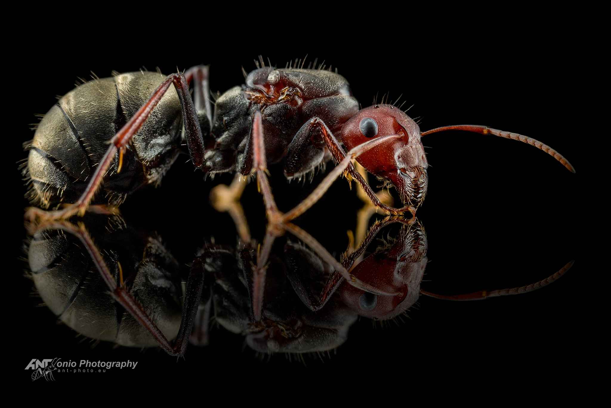 Ant Camponotus sericeus queen