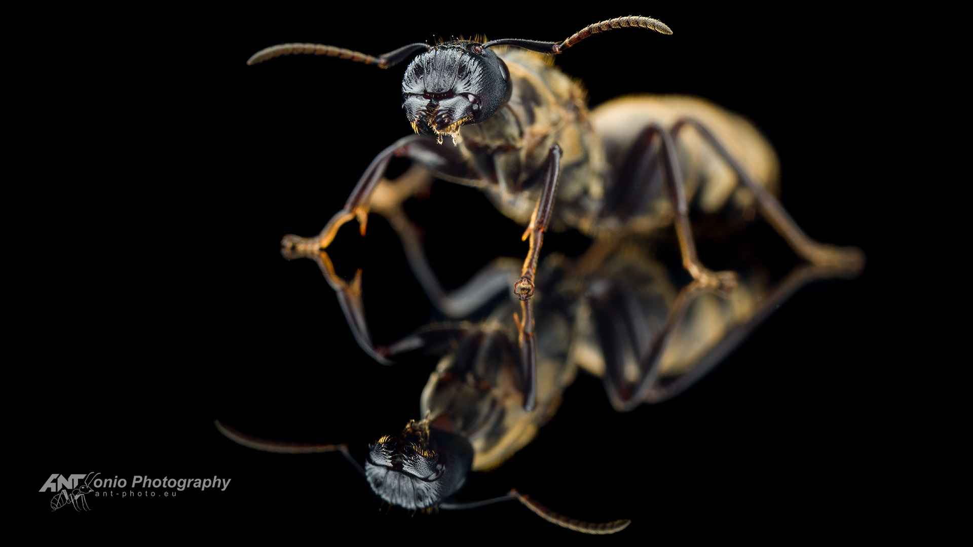 Ant Colobopsis leonardi queen