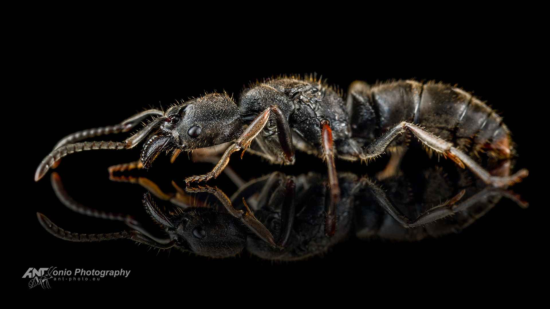 Ant Ectomomyrmex astutus queen
