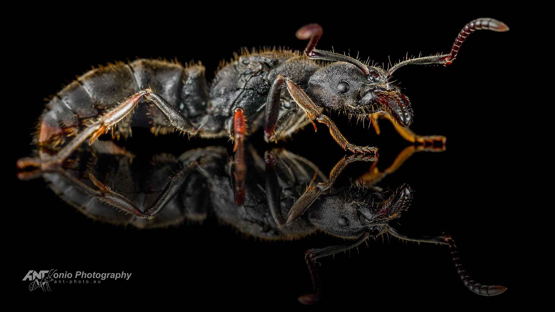 Ant Ectomomyrmex astutus queen