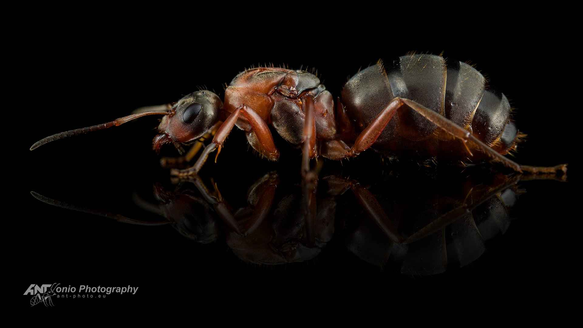 Ant Formica rufibarbis queen