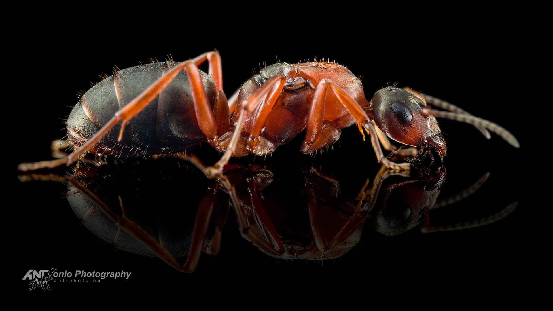Ant Formica rufibarbis queen