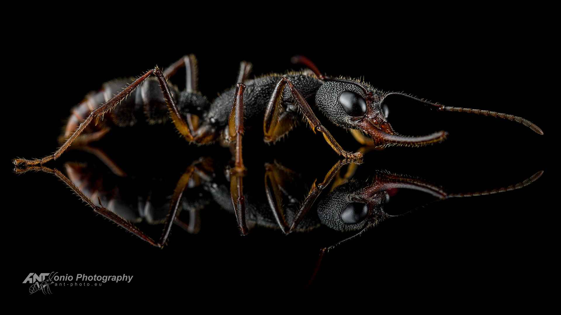 Ant Harpegnathos venator worker