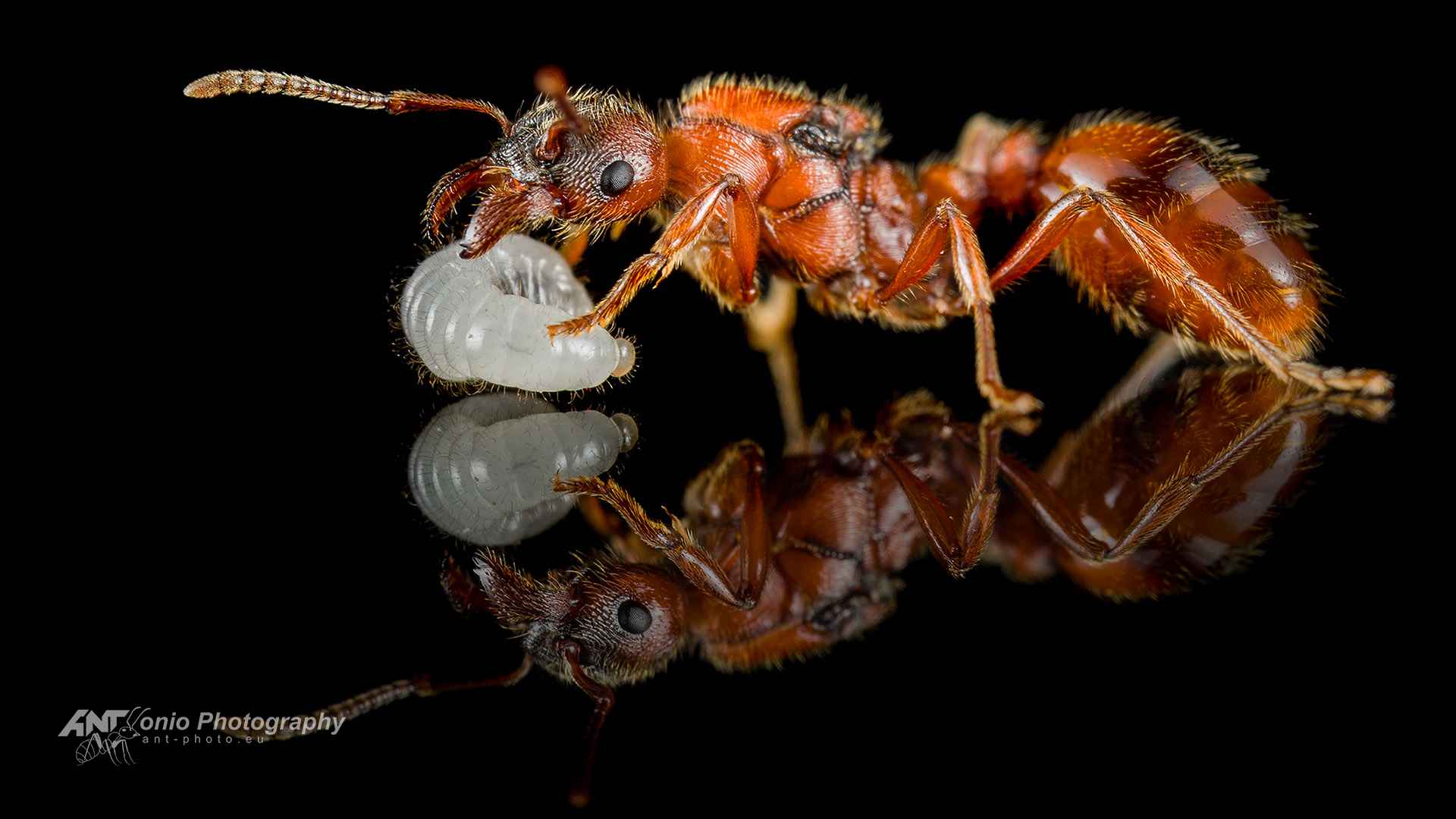 Ant Manica rubida queen
