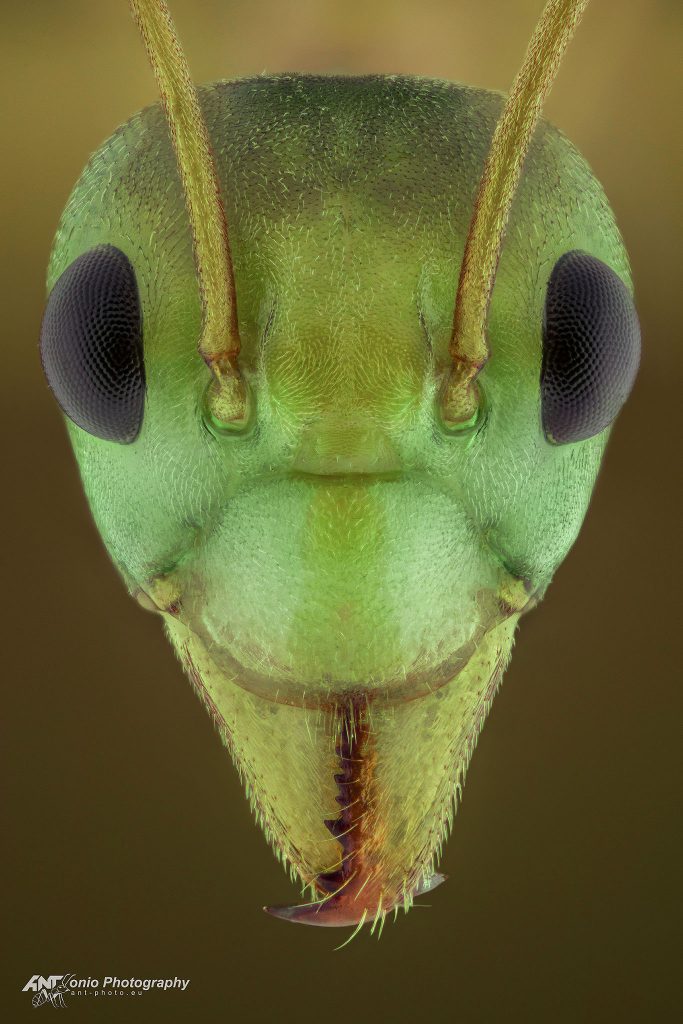 Ant Oecophylla smaragdina