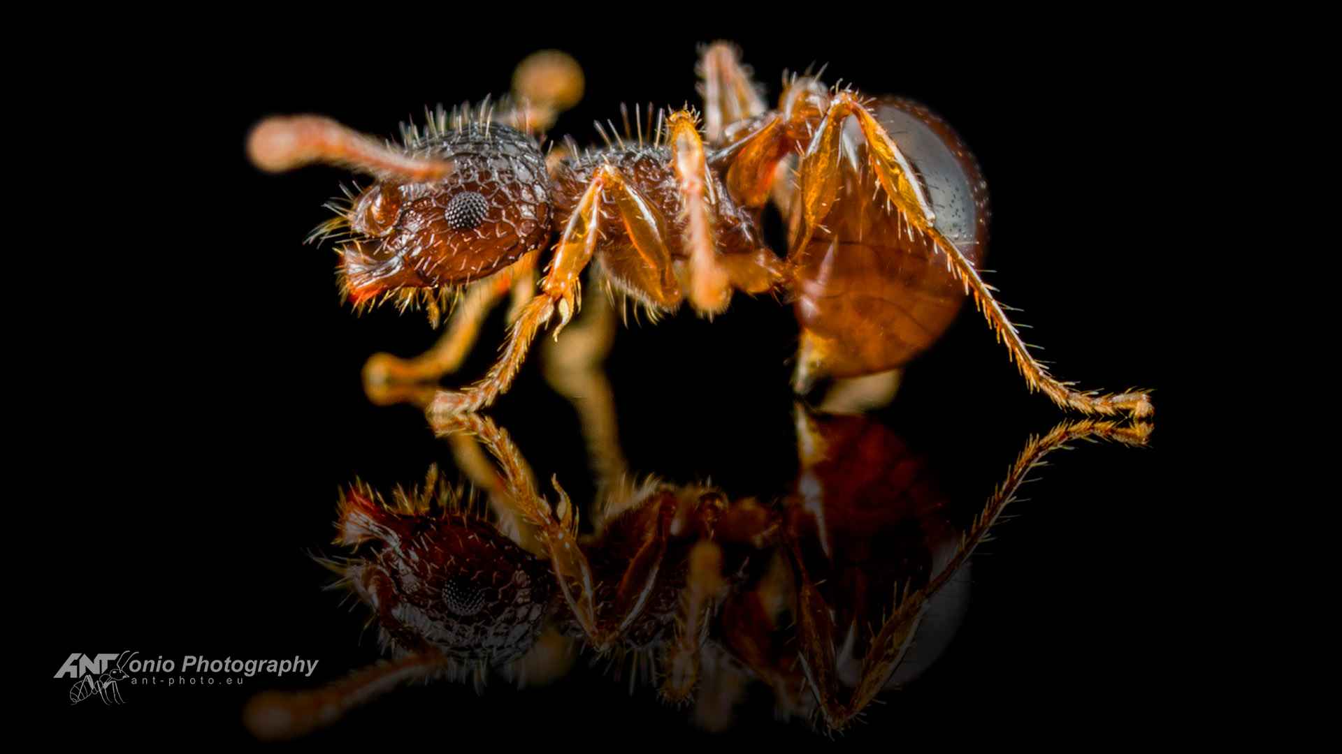 Ant Pristomyrmex punctatus worker