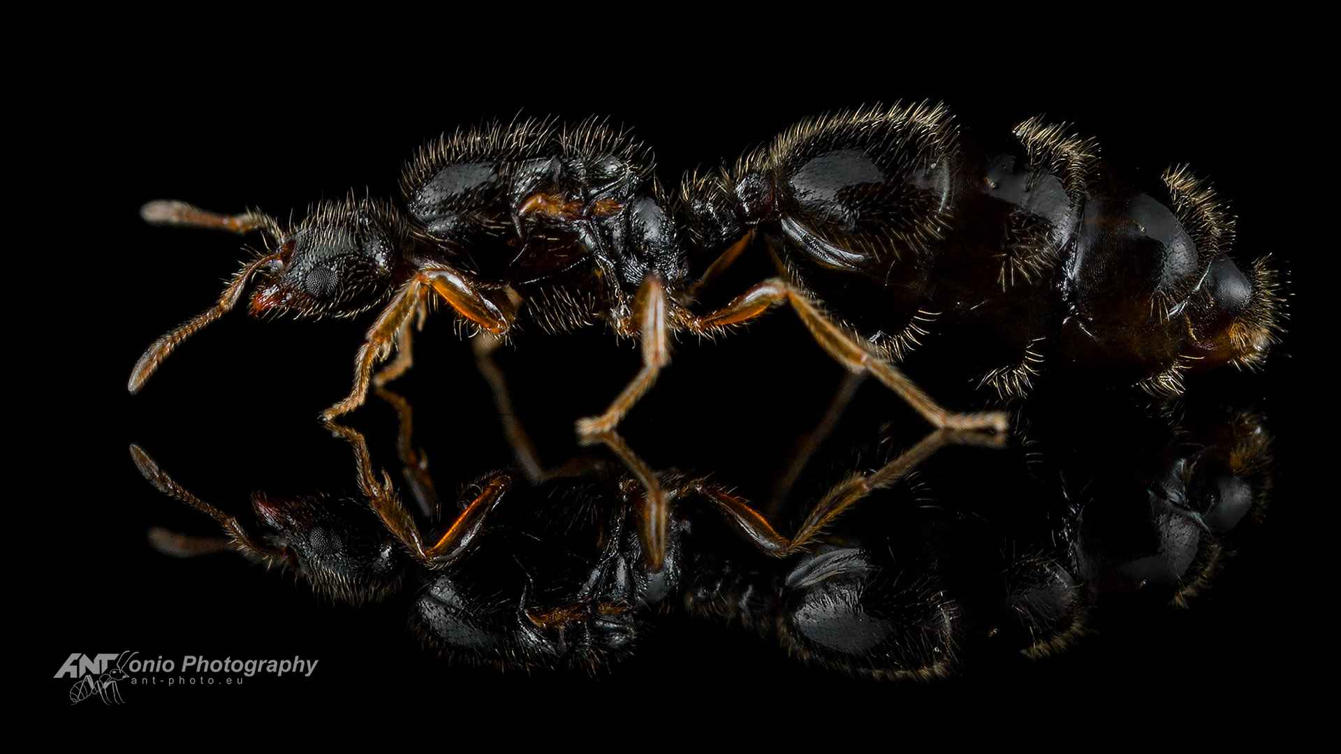 Ant Solenopsis fugax queen