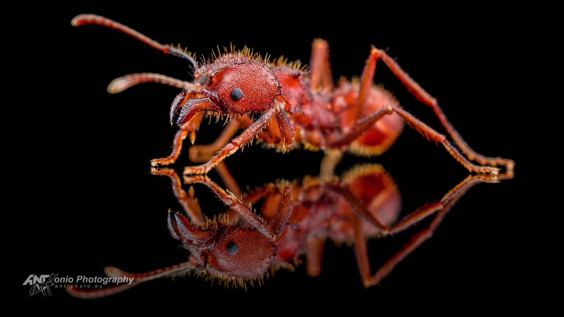 Ant Acromyrmex versicolor worker