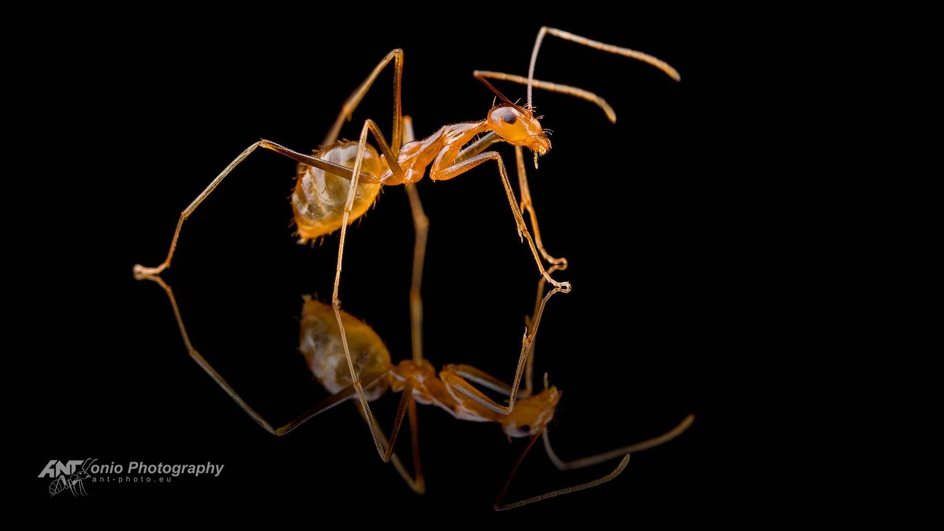 Ant Anoplolepis gracilipes worker