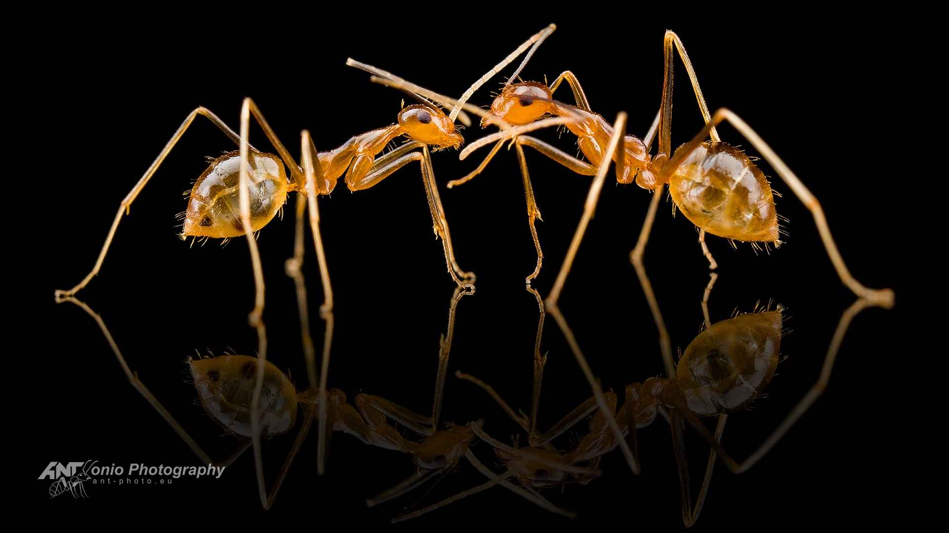 Ant Anoplolepis gracilipes workers