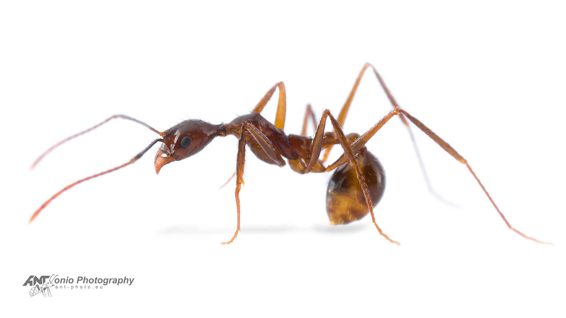 Ant Aphaenogaster feae worker