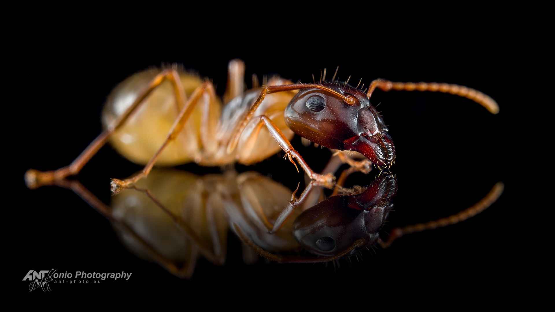 Ant Camponotus ustus major