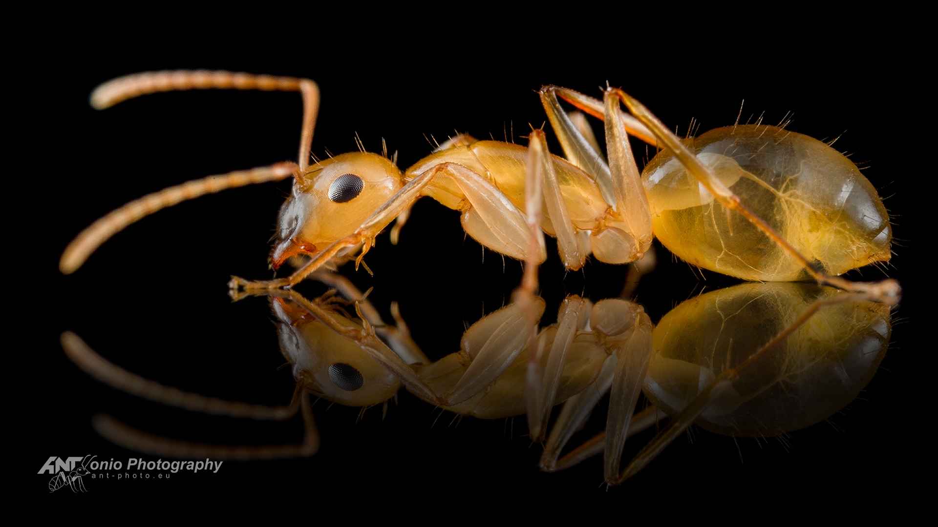 Ant Camponotus ustus worker