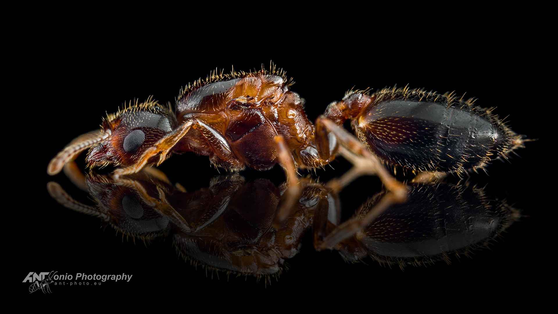 Ant Crematogaster rogenhoferi queen