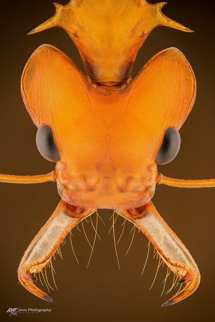 Ant Daceton armigerum worker