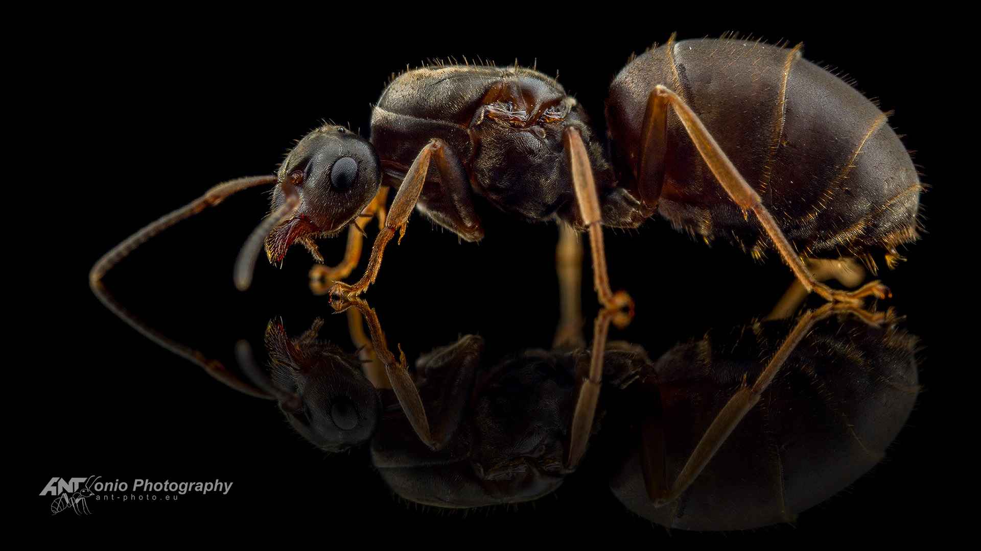 Ant Lasius niger queen