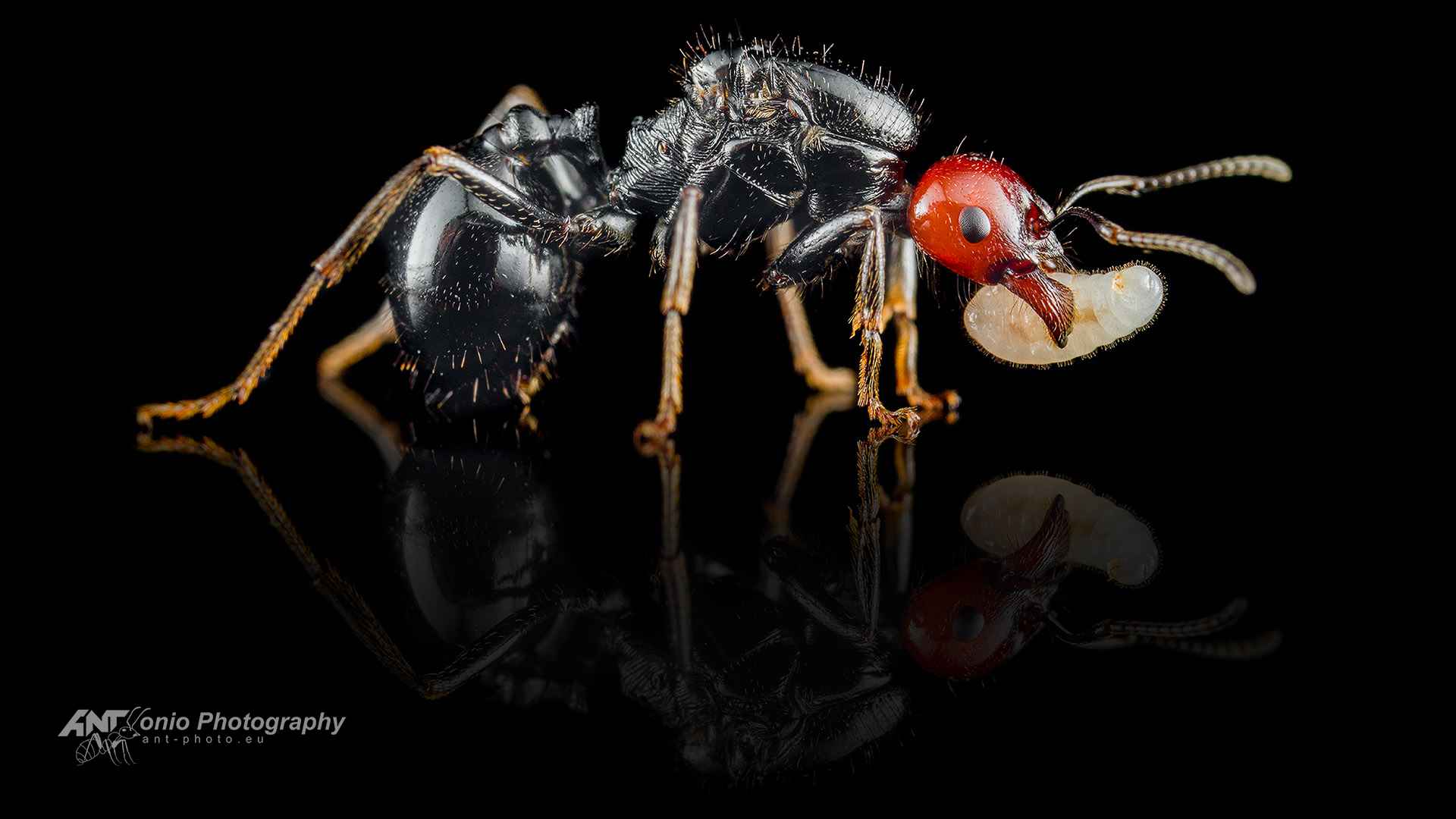 Ant Messor angularis queen