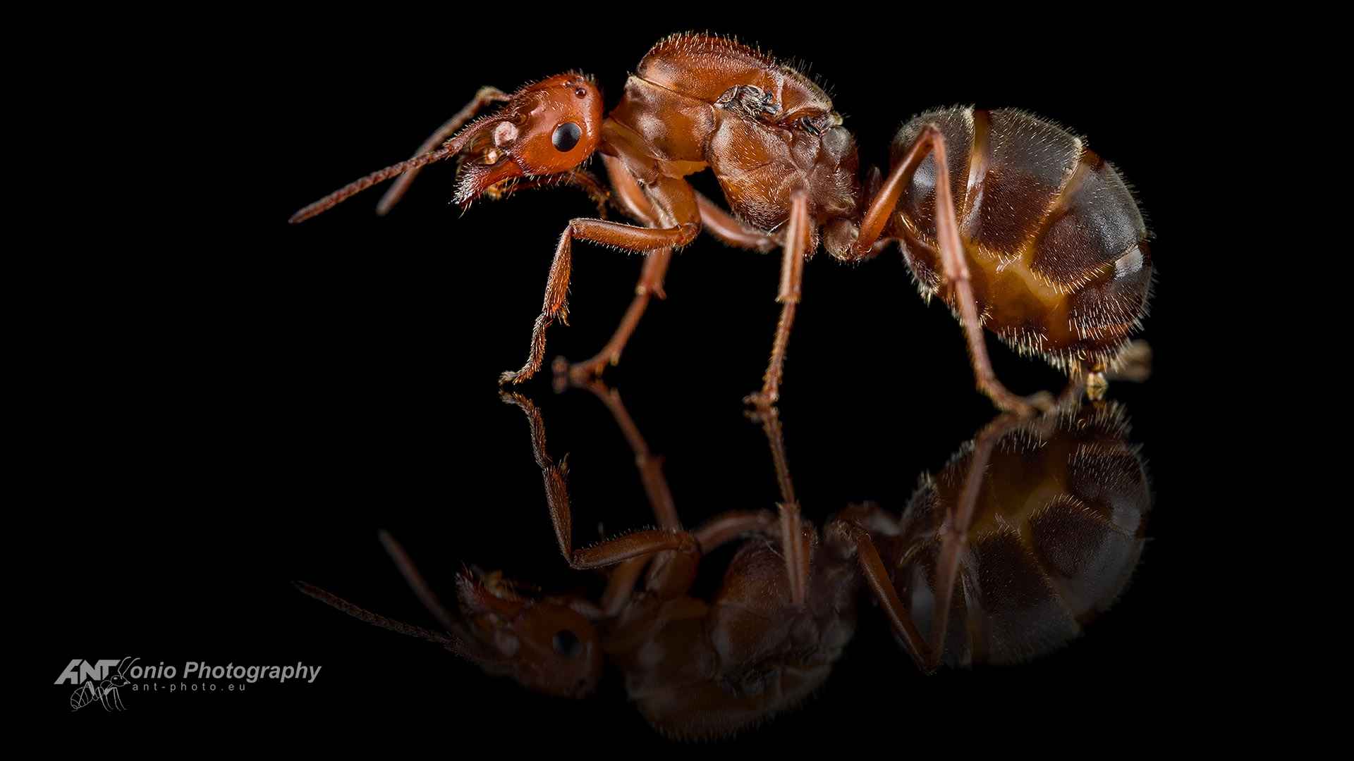 Ant Myrmecocystus mendax queen