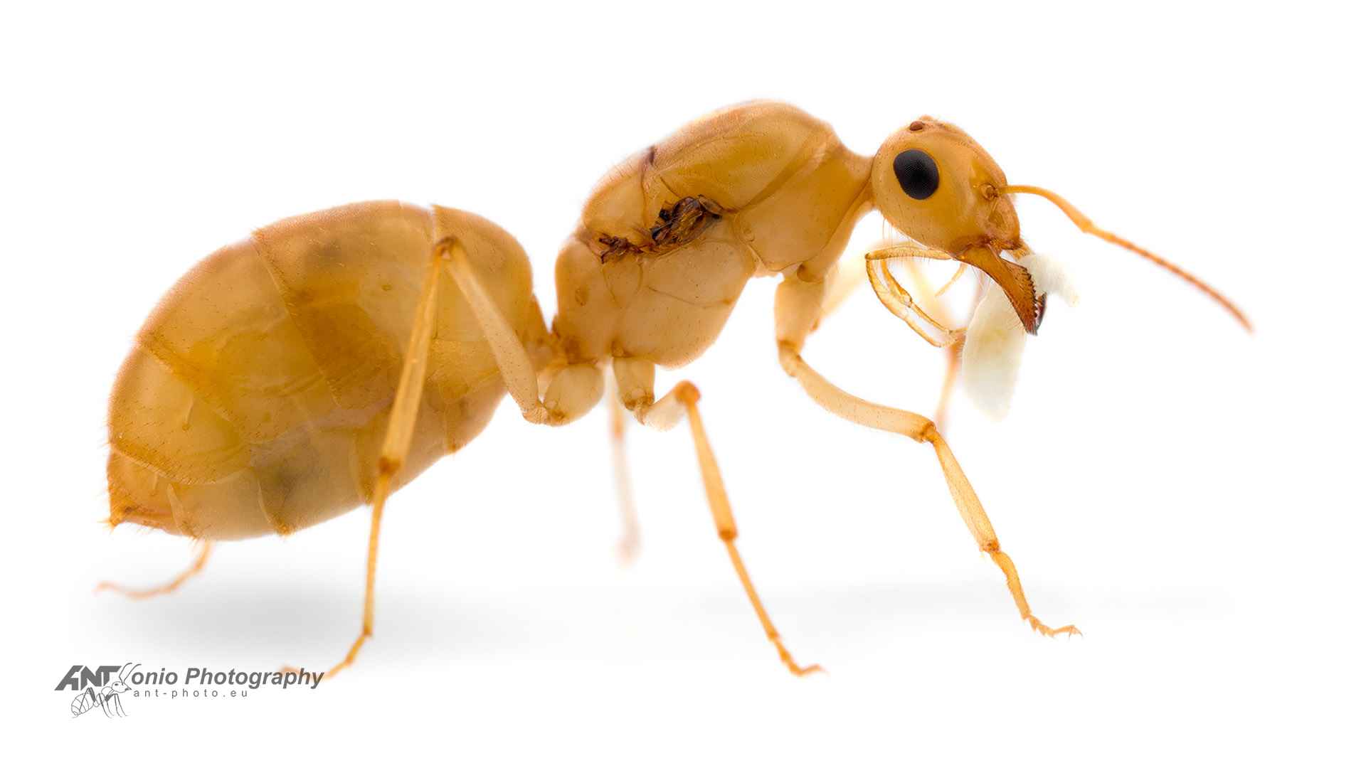 Ant myrmecocystus navajo queen