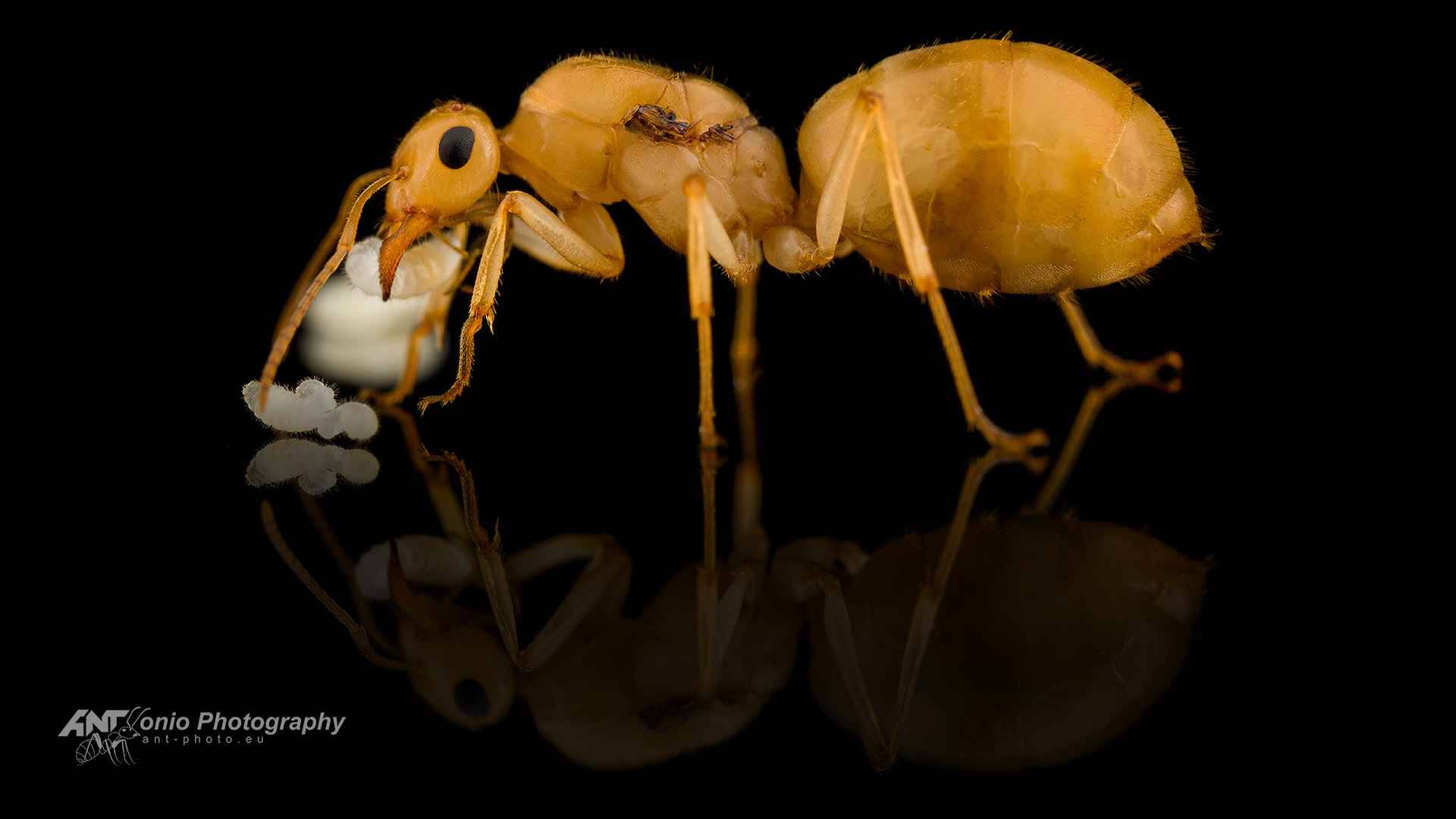 Ant Myrmecocystus navajo queen