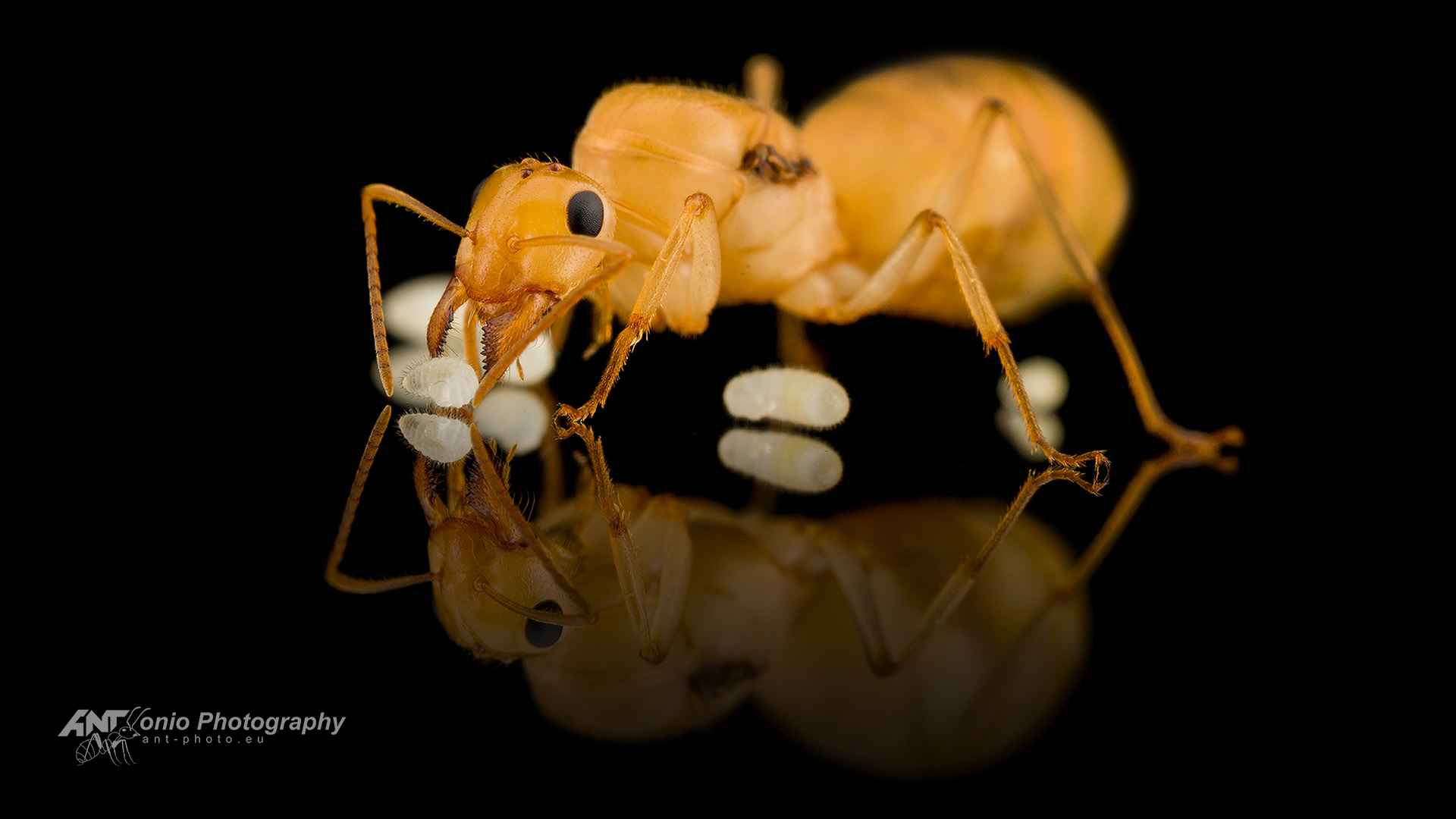 Ant Myrmecocystus navajo queen