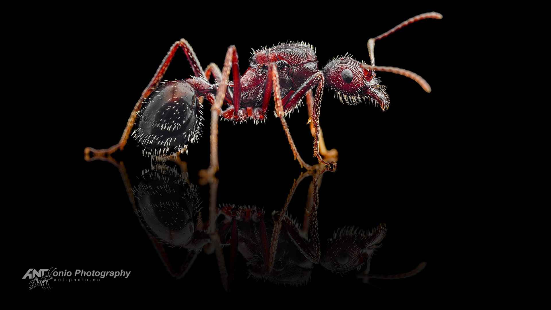 Ant Novomessor cockerelli queen
