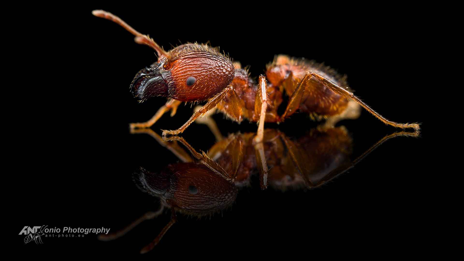 Ant Pheidole spathifera worker