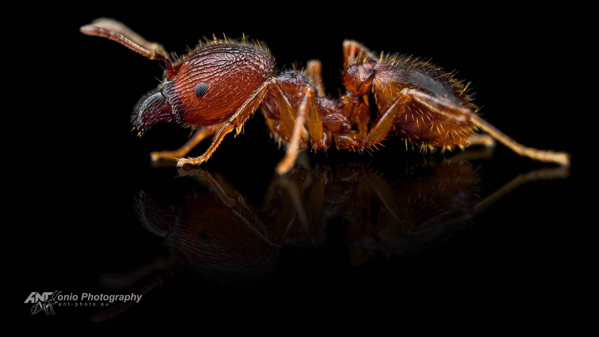 Ant Pheidole spathifera worker