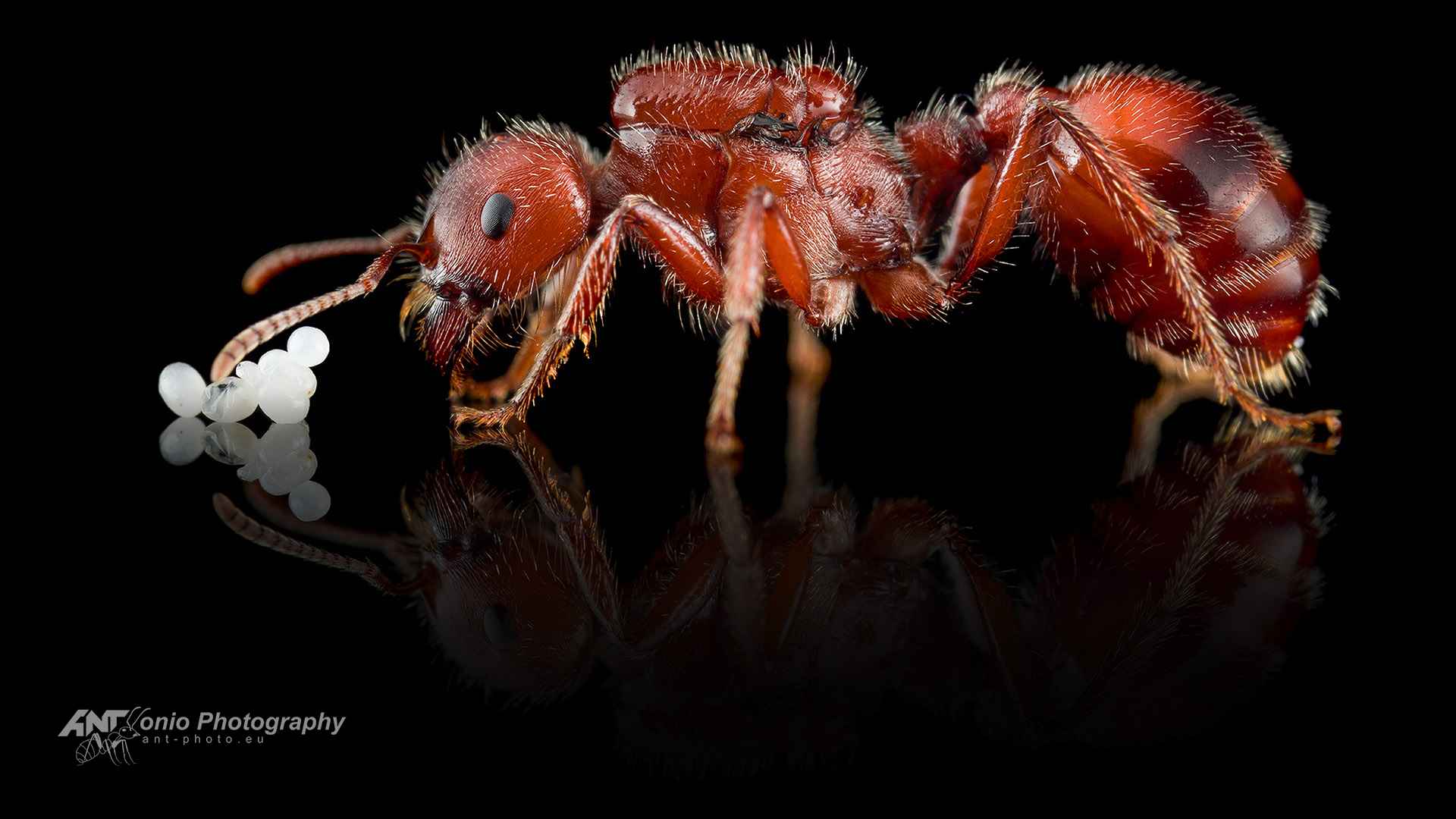Ant Pogonomyrmex barbatus queen