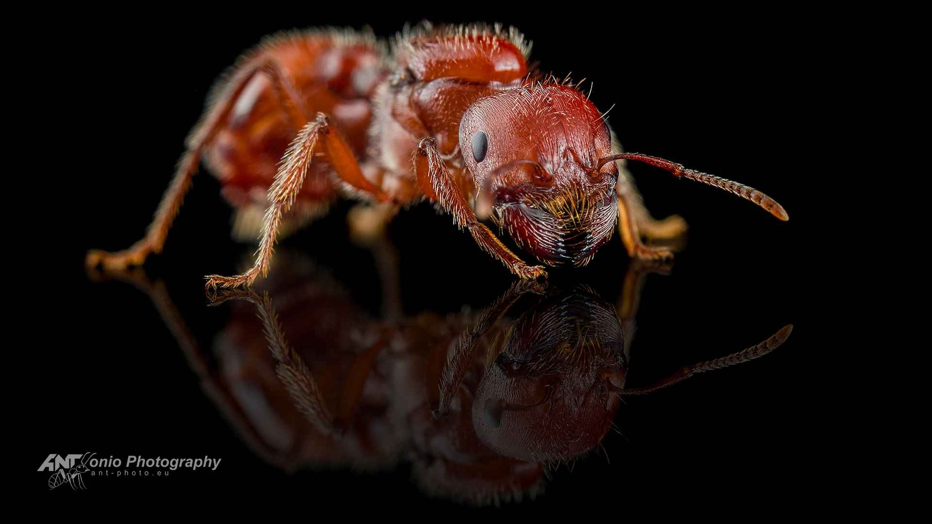 Ant Pogonomyrmex barbatus queen
