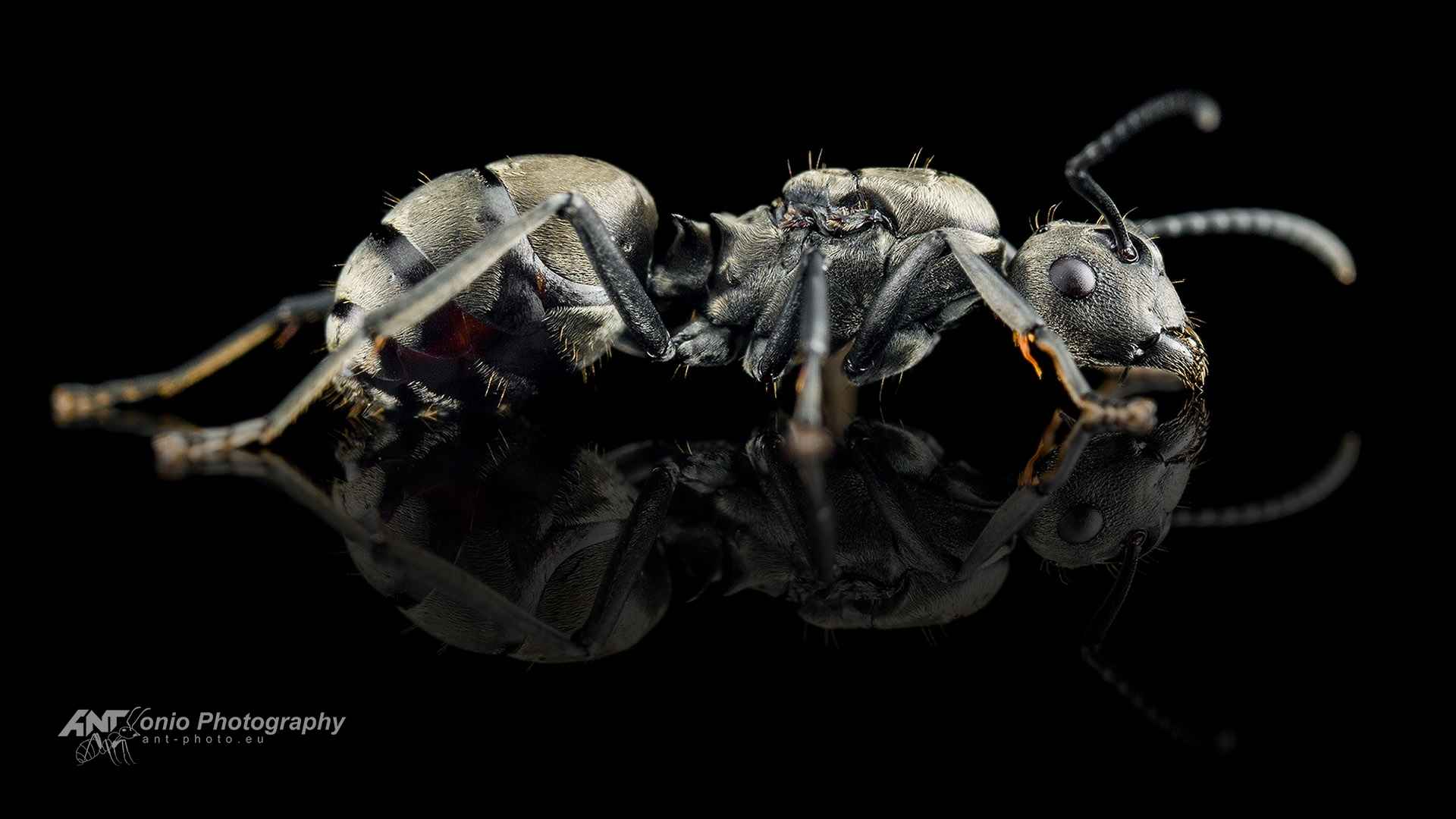 Ant Polyrhachis dives queen