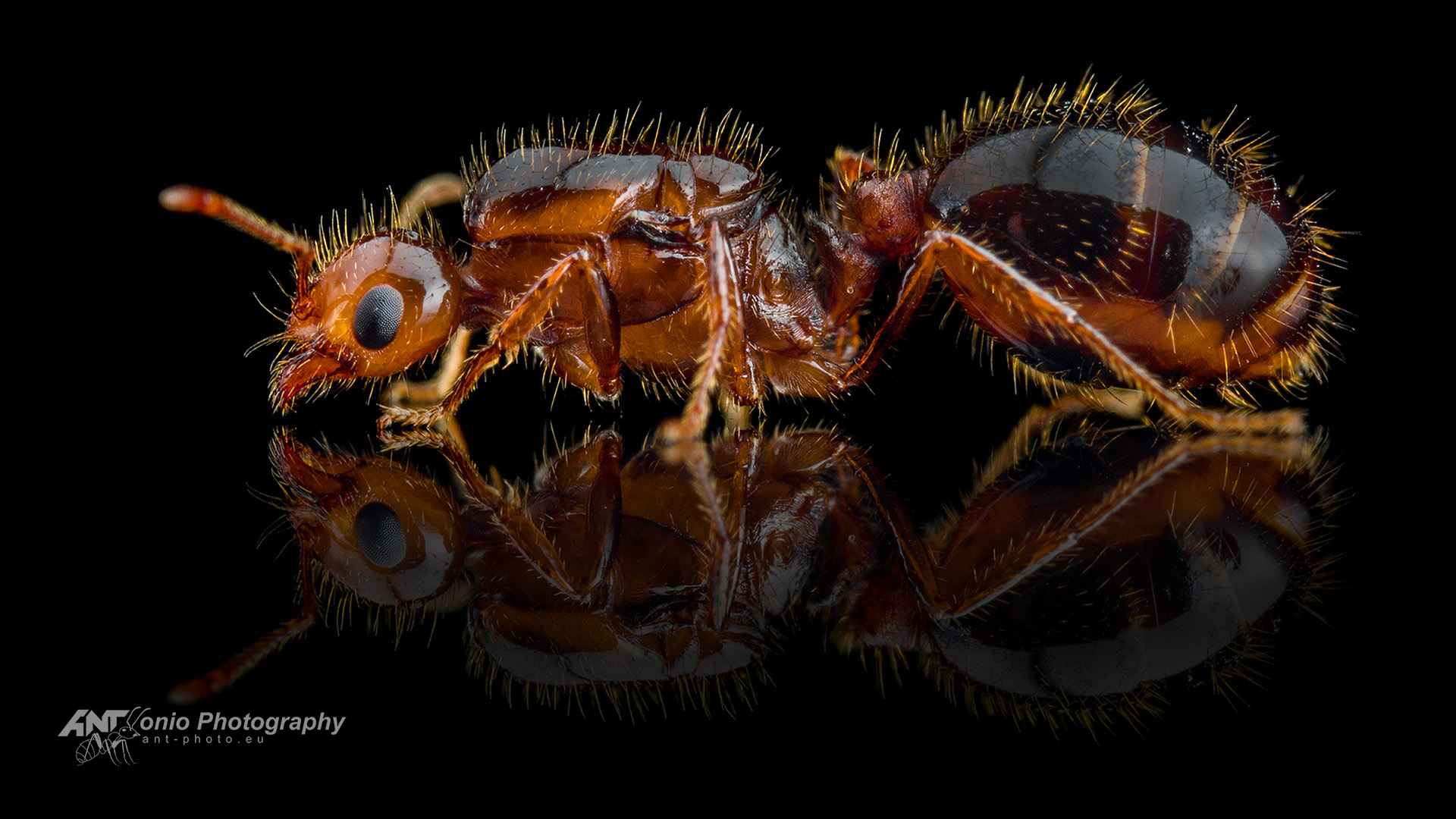 Ant Solenopsis invicta queen