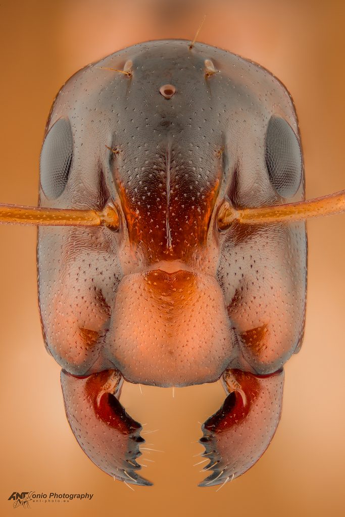 Ant Camponotus sp from French Guiana