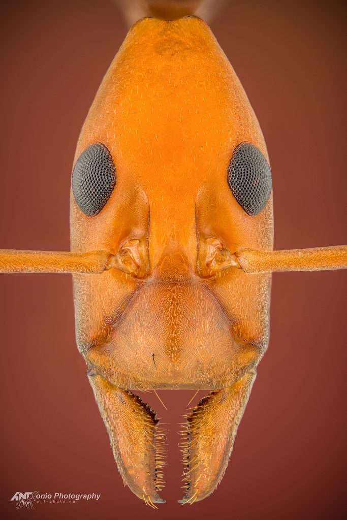 Ant Leptomyrmex ruficeps head