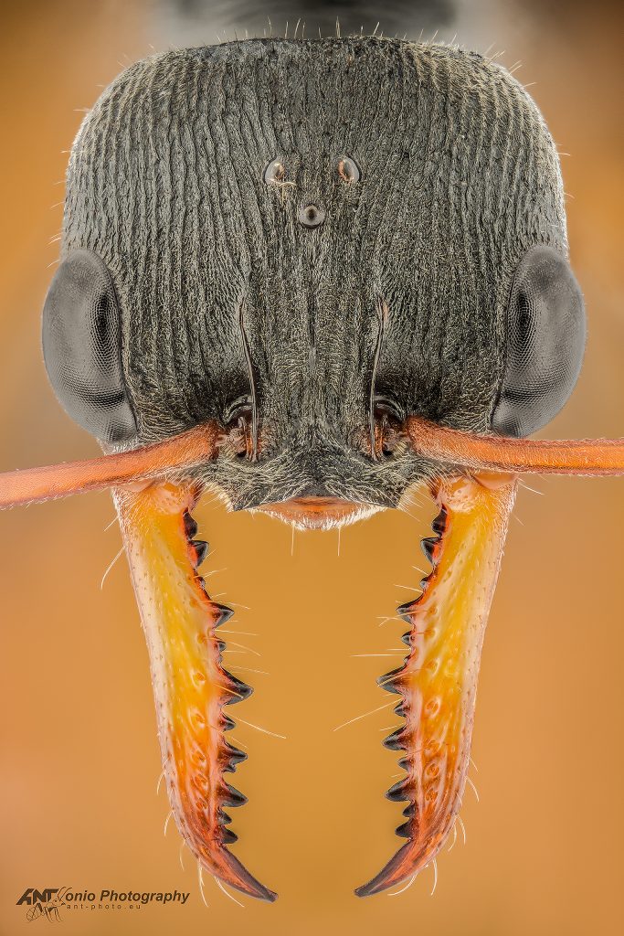 Ant Myrmecia pilosula queen head