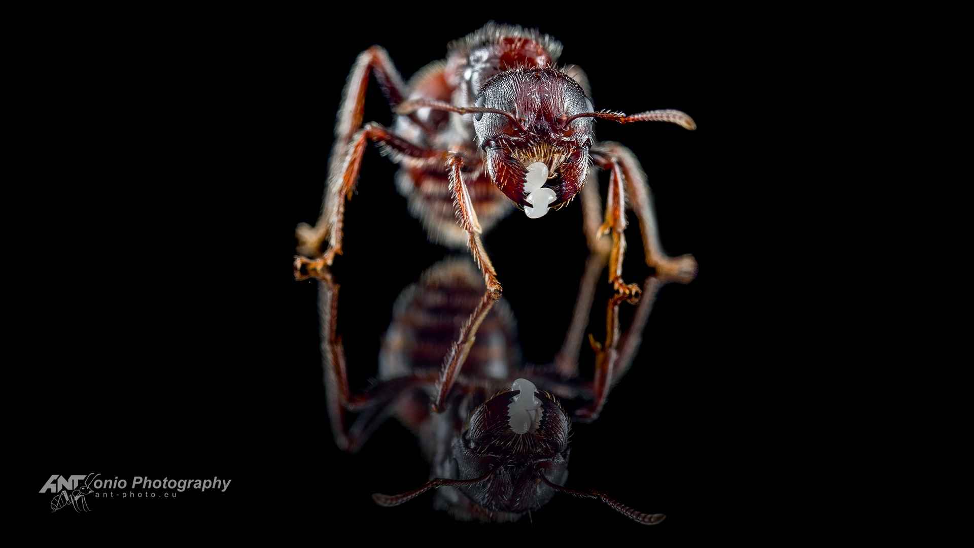 Ant Pogonomyrmex rugosus queen
