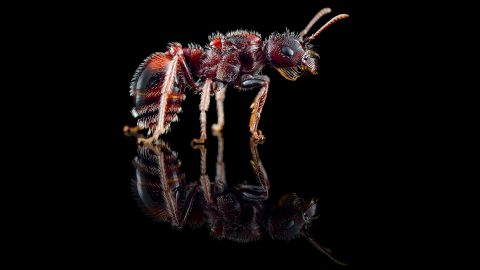 pogonomyrmex rugosus antwiki