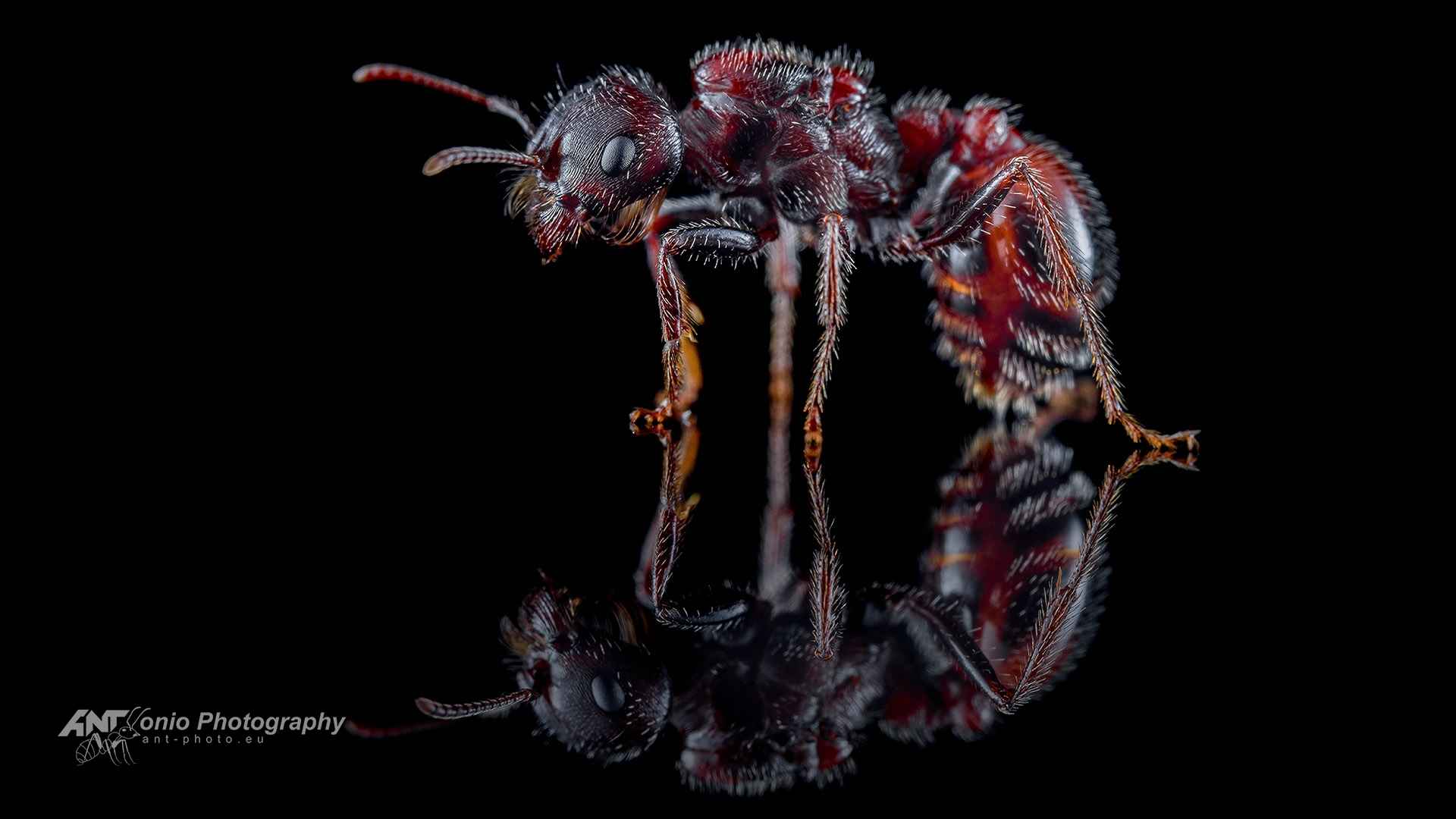 Ant Pogonomyrmex rugosus queen