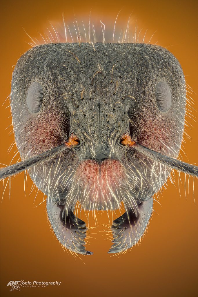 Camponotus mutilarius 