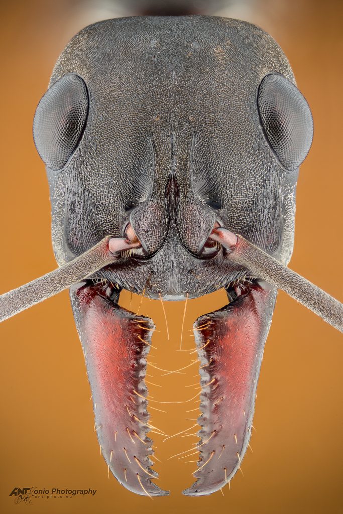 Ant Neoponera apicalis head