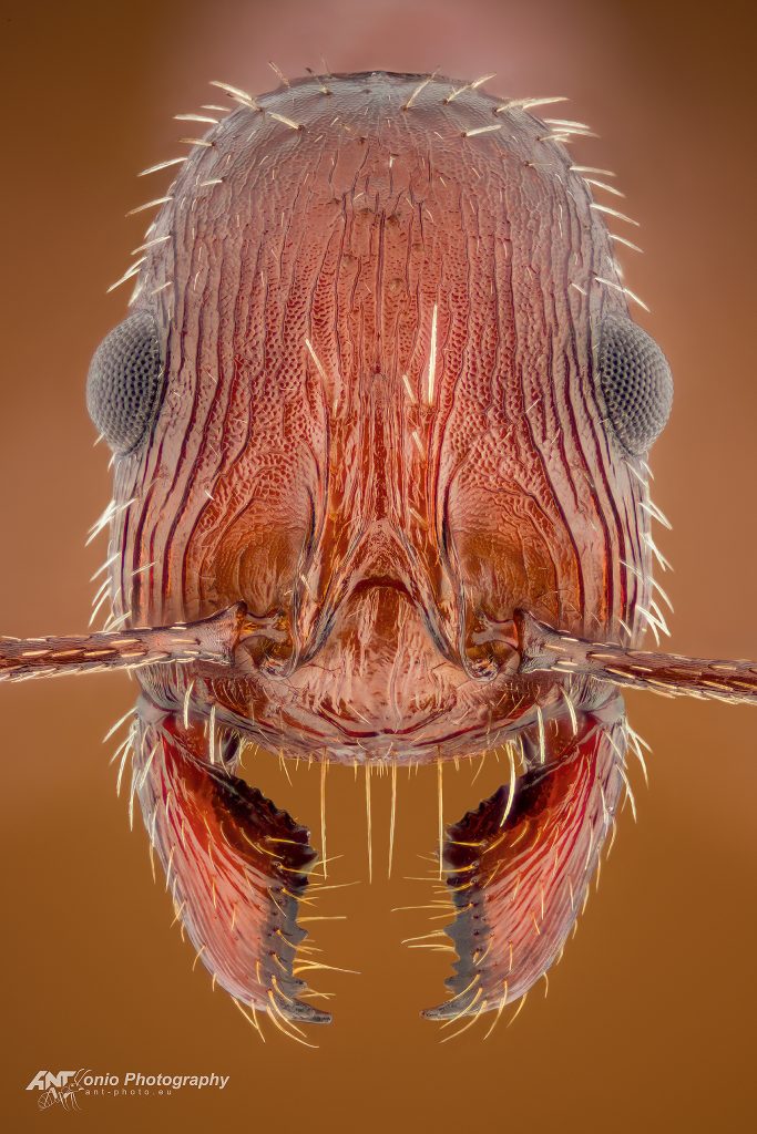 Ant Novomessor cockerelli head worker