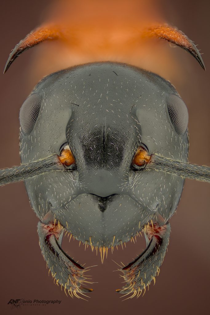 Ant Polyrhachis lamellidens worker, head