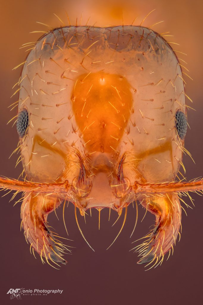 Ant Solenopsis invicta soldier, head