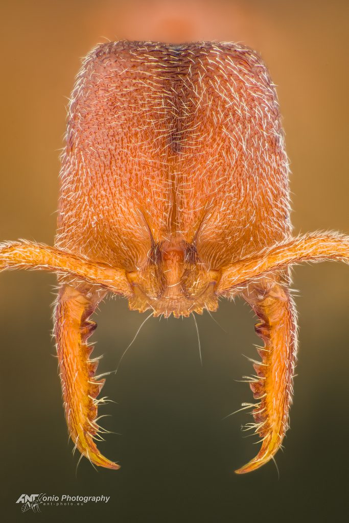 Ant Stigmatomma silvestrii head